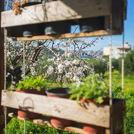 Countryside 사이티아